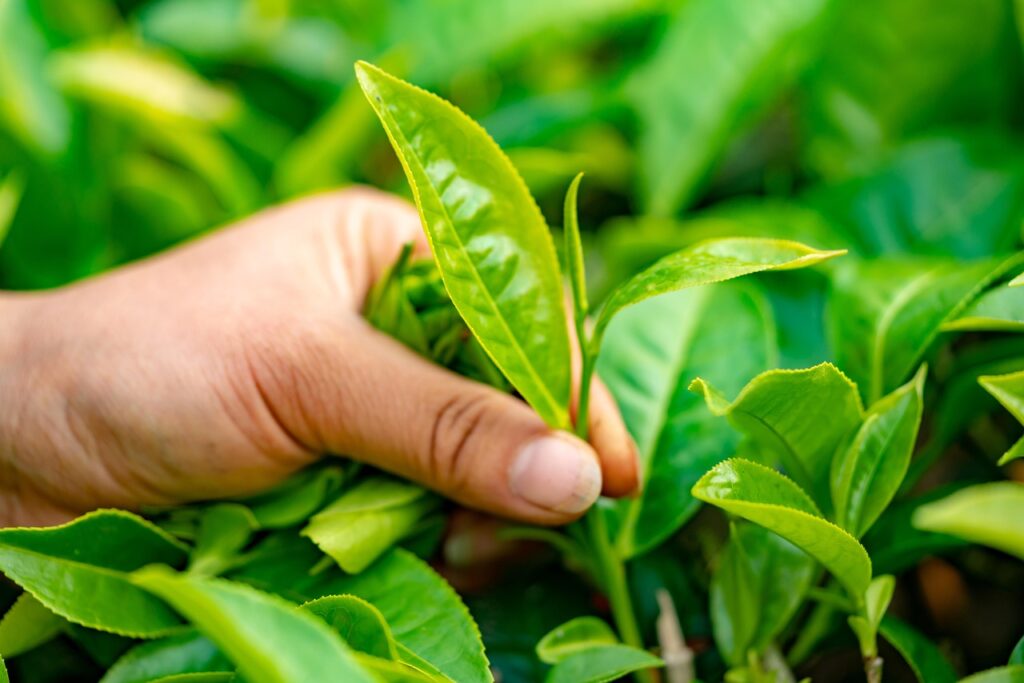 tea leaves, mountain, leaf, tea leaf, plant, nature, tea plantation