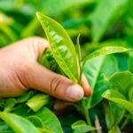 tea leaves, mountain, leaf, tea leaf, plant, nature, tea plantation